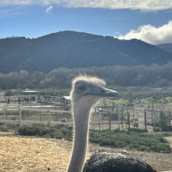 Ostrichland USA - Attraction Farms Near Me - Solvang, California Ostrichland USA - Attraction Farms Near Me - Solvang, California