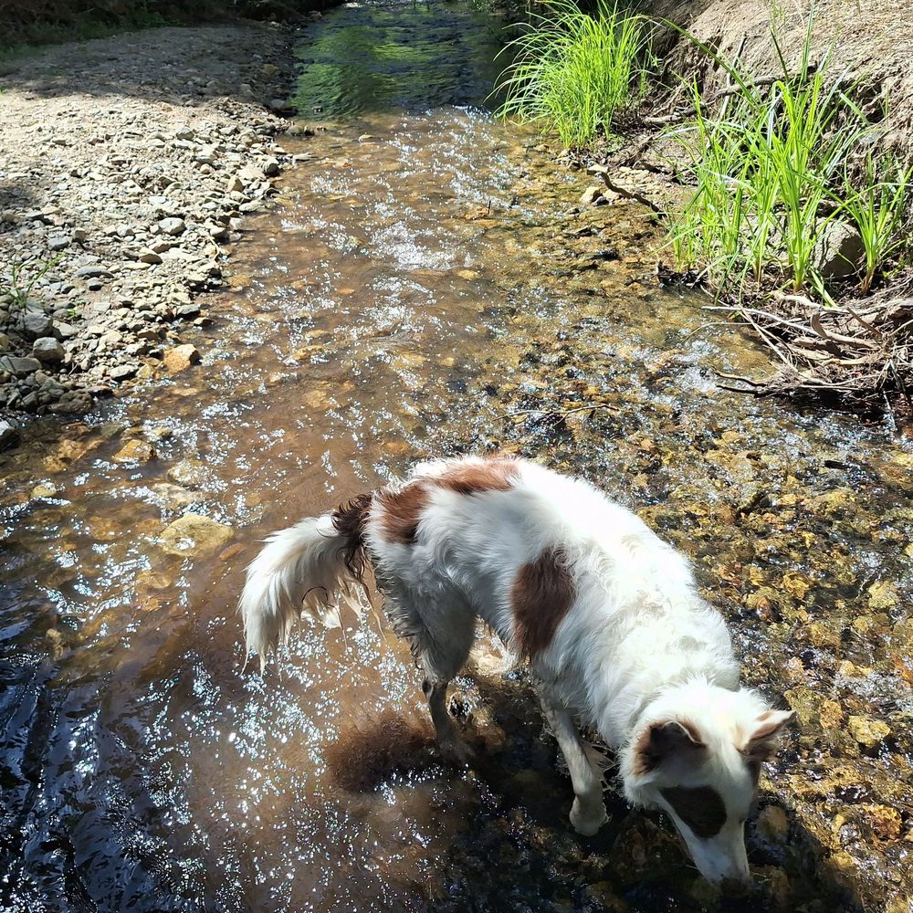 South Fork Campground - Finn loves hiking, especially when we find water to play in. A nice creek runs through the CG. - Campgrounds Near Me - Angelus Oaks, California