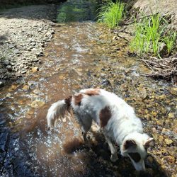 South Fork Campground - Finn loves hiking, especially when we find water to play in. A nice creek runs through the CG.