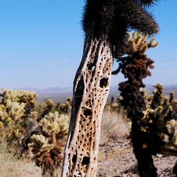 Woody network that forms the skeleton of the cholla cactus.