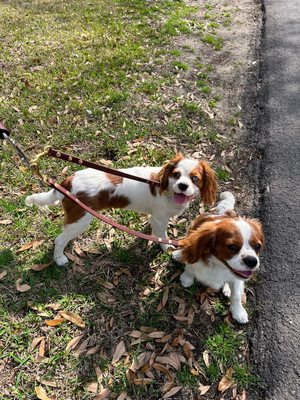 Photo of Prestigious Pets - Dallas, TX, US. Dog Walking