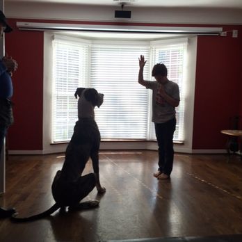 AngelDogs Training - Mark coaching our son on how to make the Great Dane seat and stay - Pet Training Near Me