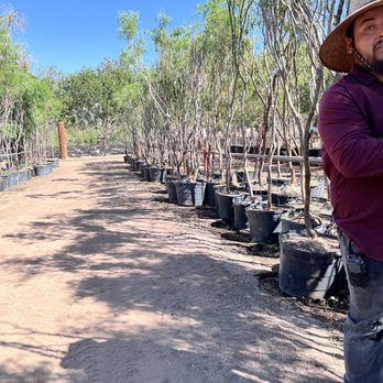 Eastside Discount Nursery - So many trees to choose from! - Nurseries & Gardening Near Me - El Paso, Texas