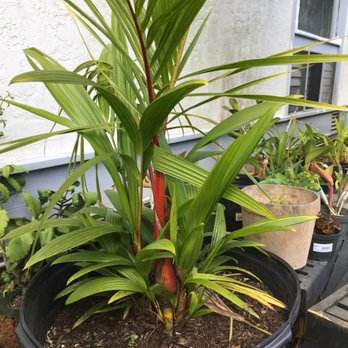 Tree Patrol Landscaping - a palm tree in a pot - Tree Services Near Me - Kapaa, Hawaii Tree Patrol Landscaping - a palm tree in a pot - Tree Services Near Me - Kapaa, Hawaii