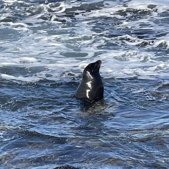 La Jolla Cove - Seal - Parks Near Me - La Jolla, California