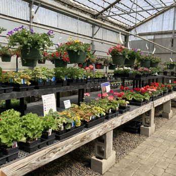 Shonnard’s Nursery - Geraniums and hanging baskets in spring - Florists Near Me - Corvallis, Oregon Shonnard’s Nursery - Geraniums and hanging baskets in spring - Florists Near Me - Corvallis, Oregon