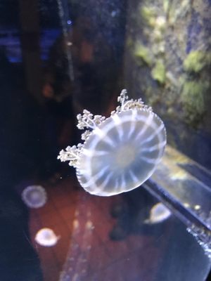 Key West Aquarium by null