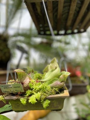 Conservatory of Flowers by null