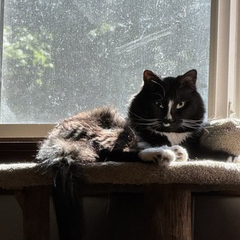 Tyee Veterinary Clinic - Cat that was neutered - Veterinarians Near Me - Rainier, Washington Tyee Veterinary Clinic - Cat that was neutered - Veterinarians Near Me - Rainier, Washington