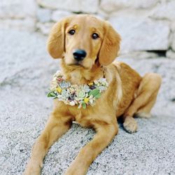 Westwind Succulents - Dog collars for a little extra special touch when including your furry friends on your special day!