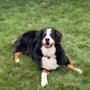 Photo of All About Pups Mobile Grooming