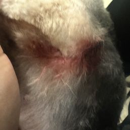 Cut from groomer