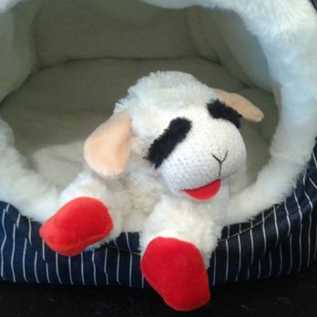 George - Pet Stores Near Me - San Ramon, California