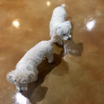 Colors On Concrete - After: dogs loving it, maybe we should put socks on them!! - General Contractors Near Me - Upland, California Colors On Concrete - After: dogs loving it, maybe we should put socks on them!! - General Contractors Near Me - Upland, California