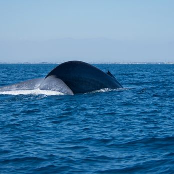 East Meets West  - Amazing Blue Whale diving - Boat Charters Near Me - Newport Beach, California