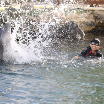 Dolphin Quest - Tours Near Me - Honolulu, Hawaii