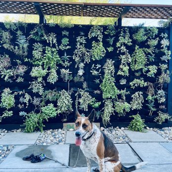 Stoop Kid - Succulent garden in back area - Burgers Near Me - Phoenix, Arizona Stoop Kid - Succulent garden in back area - Burgers Near Me - Phoenix, Arizona