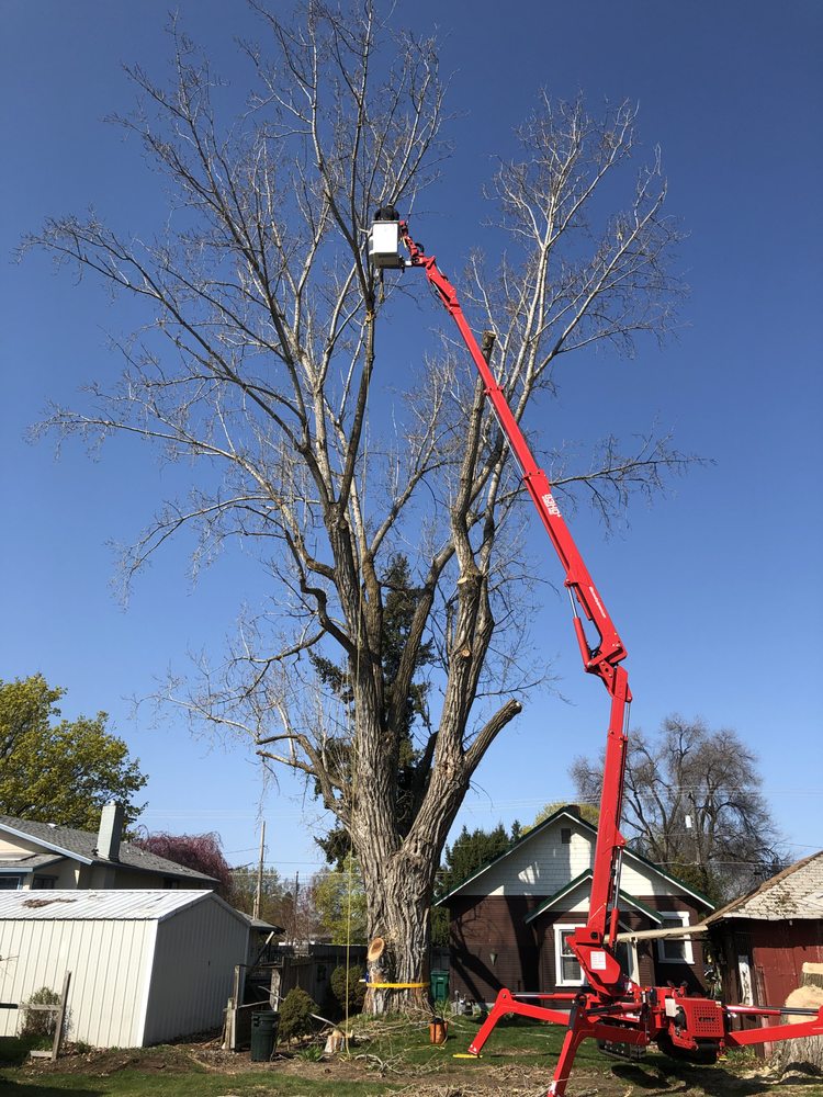 AP Tree Service - tree service in Colbert, WA