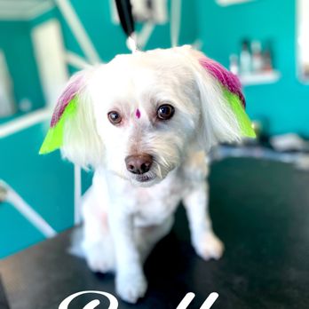 Nichole's Loving Cuts - Belle just loves coming in and getting her feathers and bling @nicholeslovingcuts - Pet Groomers Near Me - Murrieta, California Nichole's Loving Cuts - Belle just loves coming in and getting her feathers and bling @nicholeslovingcuts - Pet Groomers Near Me - Murrieta, California