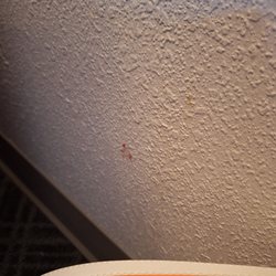 Comfort Suites Plymouth near US-30 - Not sure what that stain is
