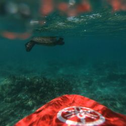 Shaka Aloha Adventures - Honu sighting while sea scootering