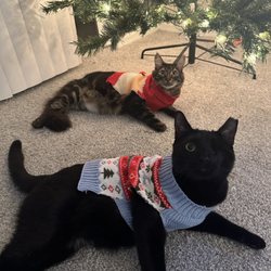 Humane Society of Pinellas