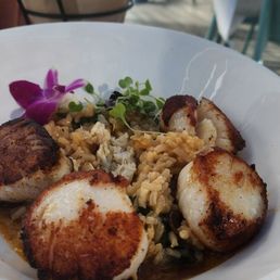 Day Boat Scallops Risotto