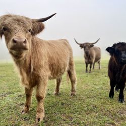 Little Tail Farms - Scottish Highland Cattle