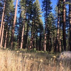 Round Hill Pines Trail
