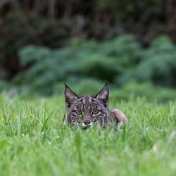 Point Reyes Safaris - Bobcat hunting gophers