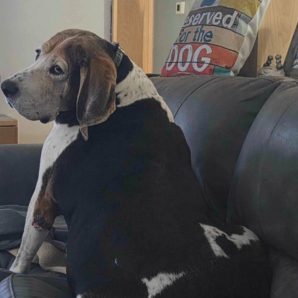 Styling Dog - Our big 153 lb. Treeing Walker Coonhound, Gunner - Pet Groomers Near Me - Lewiston, Maine Styling Dog - Our big 153 lb. Treeing Walker Coonhound, Gunner - Pet Groomers Near Me - Lewiston, Maine