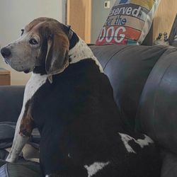 Styling Dog - Our big 153 lb. Treeing Walker Coonhound, Gunner