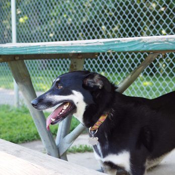 Jewell Dog Park - Dog Parks Near Me - Bellevue, Nebraska Jewell Dog Park - Dog Parks Near Me - Bellevue, Nebraska