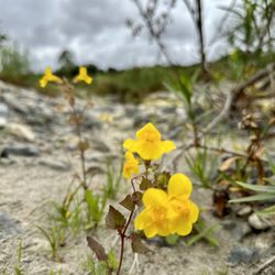 Ronald W Caspers Wilderness Park - Seep Monkeyflower