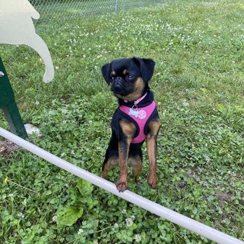 Central Bark Dog Park - Time to jump! - Dog Parks Near Me - Smithville, Tennessee Central Bark Dog Park - Time to jump! - Dog Parks Near Me - Smithville, Tennessee