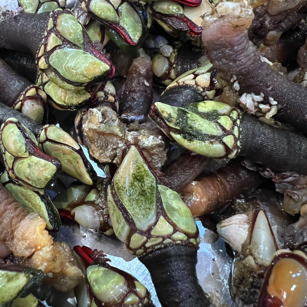 Marquês de Palma - Barnacles - Portuguese Near Me - Lisbon, 11