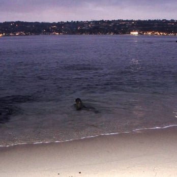 La Jolla Cove - Talking to the moon with my new seal pal "Nimbus" at La Jolla. - Parks Near Me - La Jolla, California
