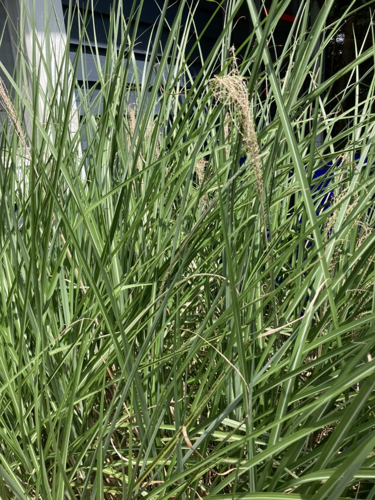 GERONIMO LANDSCAPING Updated May 2024 Request a Quote Magnolia