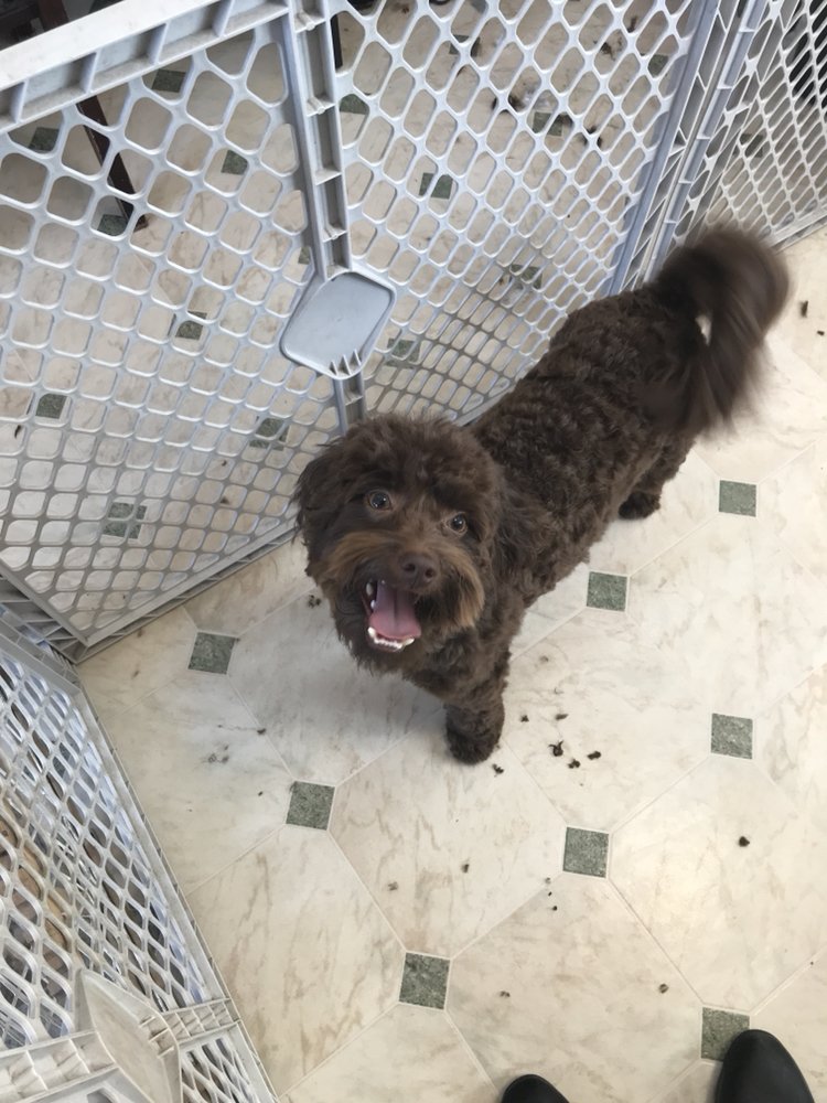 K&S GROOMING Updated August 2024 798 Eastern Ave, Marengo, Iowa