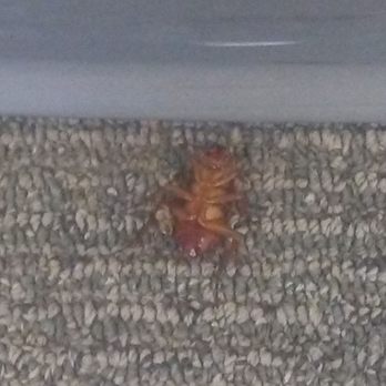 Roosevelt Landings - Yet more huge roaches, Roosevelt Landings mascot. - Apartments Near Me - New York, New York Roosevelt Landings - Yet more huge roaches, Roosevelt Landings mascot. - Apartments Near Me - New York, New York