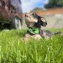 Photo of Bubble Bus Pet Spaw