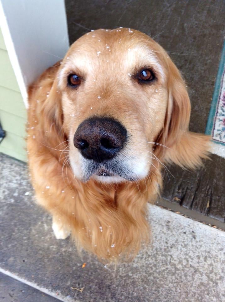 Camp Dog - pet boarding facility in Colorado Springs, CO