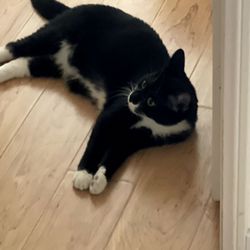 Alfie's Kitten Rescue - Jerry