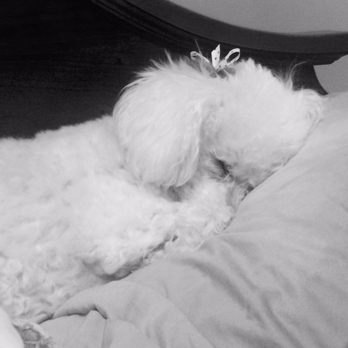 Callin All Dogs - Callin All Dog's adds cute bows to my little princesses ears. - Pet Groomers Near Me Callin All Dogs - Callin All Dog's adds cute bows to my little princesses ears. - Pet Groomers Near Me
