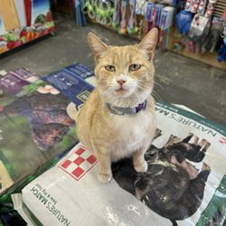 El Rancho Feed store - The store catsuper sweet