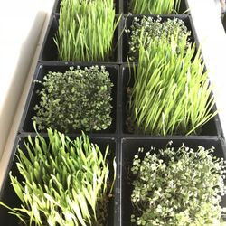 Woods Rose Market - Microgreen and wheatgrass kits