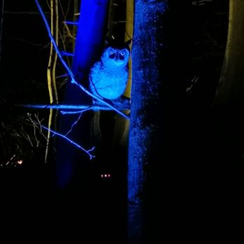 Harry Potter -  A Forbidden Forest Experience - Walking Tours Near Me - Yorktown Heights, New York