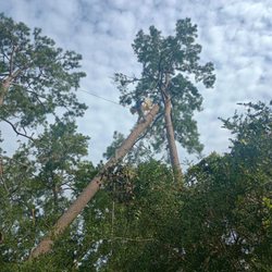 Antonio's Tree Service & Fencing - Cortando este pino apunto d carse