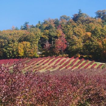 Libby & Son U-Pick - Burning red blueberry bushes. Still available to pick Oct 19th. Check website for picking updates - Pick Your Own Farms Near Me - Limerick, Maine