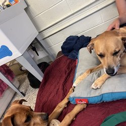Petra's Dog Resource Center